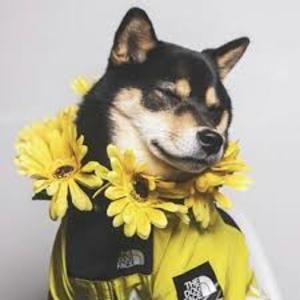 Meet your Posher, Lilah